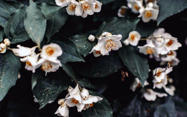 Flavor Index - Floral